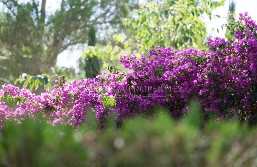 property-for-sale-in-mallora-bendinat-calvia--MP-1715-30-20250826082655.jpg